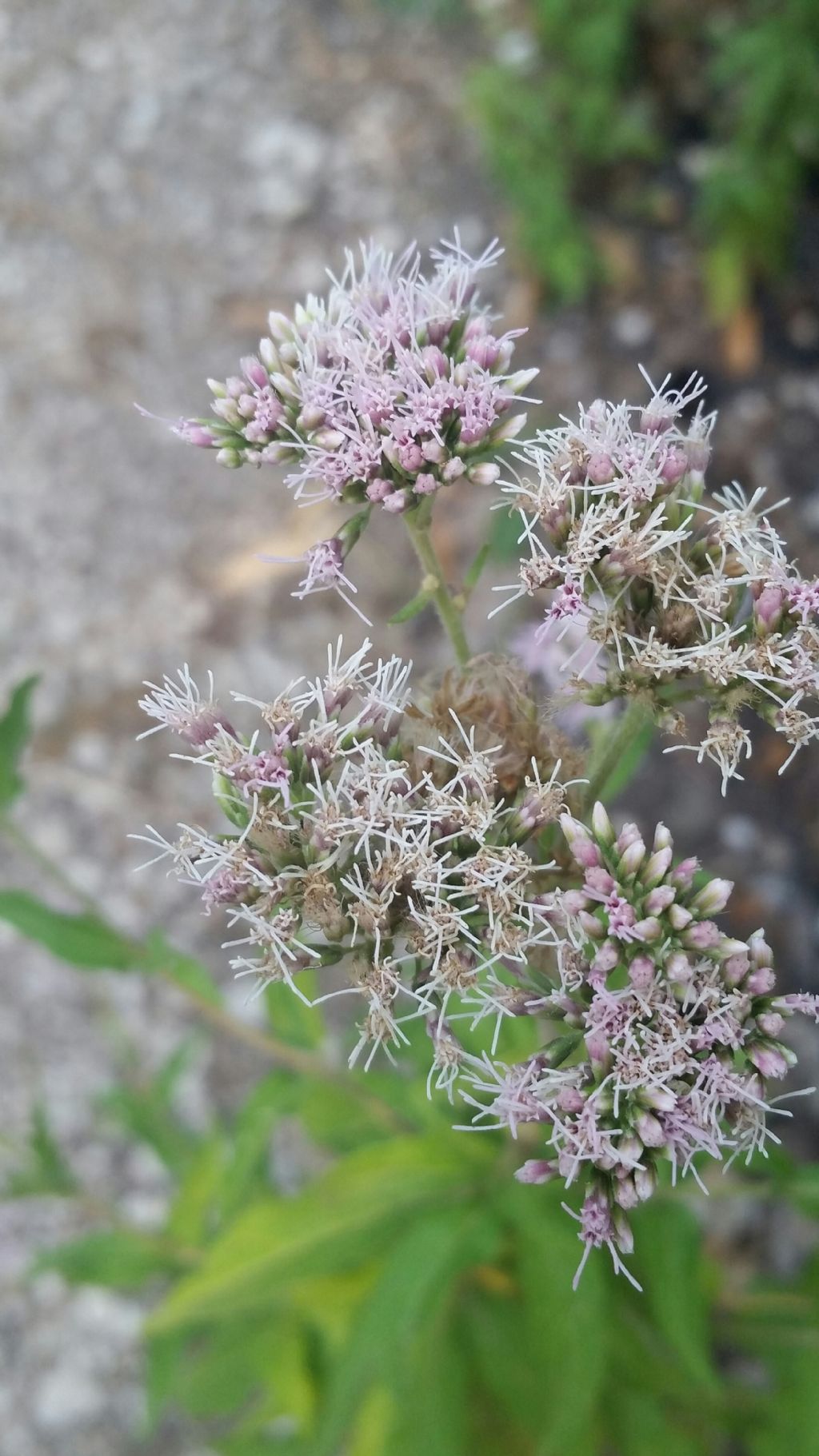 Eupatorium cannabinum